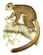 Artistic illustration of a giant mouse lemur climbing on a branch