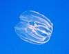 A transparent comb jelly floating in open water