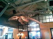 A gray whale skeleton