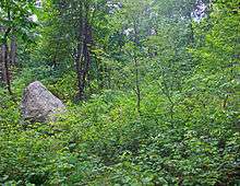 A pointed gray rock on the left of the image amid dense underbrush and immature trees