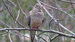 A dove sits on a branch, feathers fluffed.