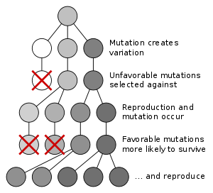 diagram showing Natural selection favoring predominance of surviving mutation