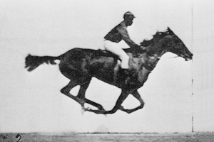 Muybridge race horse animated still photographs