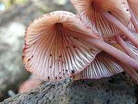 The underside of some light-pink mushrooms caps with small beads of reddish liquid on the gills.