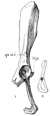 Broken pelvis bone with a distinct spike next to the acetabulum, labeled 1, and much smaller complete pelvis without such a spike, labeled 2.