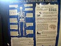 The poster declares "Differences Between Apes and Man" and includes text that aims to support the creationist claim that apes and man are too different to be related.