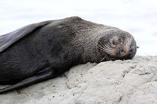 Arctocephalus forsteri - New Zealand fur seal