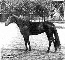 Black-and-white photo of mare, facing left