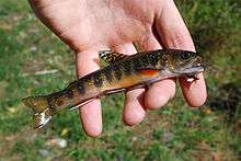 Hand holding small trout