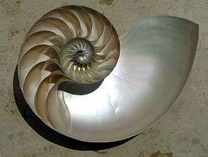 A photograph of a nautilus' shell.
