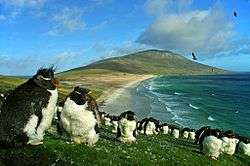 Large group of short, squat penguins on barren shore