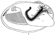 Illustrated dissection of the mussel Anodonta, showing the crystalline style ("st") in black