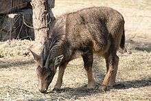 A photograph of a small, brownish goat-like animal with its head down feeding