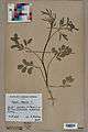 Neuchâtel Herbarium - Ammi majus - NEU000005508.jpg