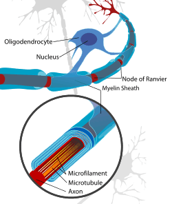 An oligodendrocyte attached to its many myelin sheaths that it wraps around the axons of neurons in the Central Nervous System