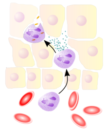 A cartoon depicting a blood vessel and its surrounding tissue cells. There are three similar white blood cells, one in the blood and two among the tissue cells. The ones in the tissue are producing granules that can destroy bacteria.