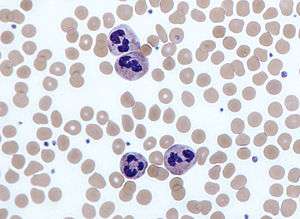 A round cell with a lobed nucleus surrounded by many slightly smaller red blood cells.
