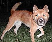 A picture of an orange new guinea singing dog at night, illuminated by camera flash. The camera flash has caused the dog's eyes to reflect green.