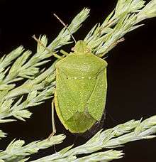 A southern green stink bug on a leaf