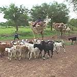 Pastoralism.
