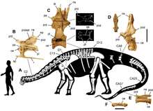 Skeletal diagram showing known skeleton and size