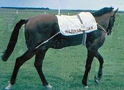 Photograph from the side of horse Nijinsky II, who is walking round the paddock at the 1970 Irish Derby.