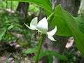 Nodding trillium flower -SC woodlot- 1.JPG