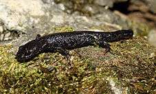 A small, black newt without gills or crest on mosstaxobox