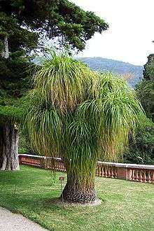 Nolina recurvata tree in Menton Botanical Gardens
