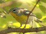 A small bird perches on a branch in filtered light among leaves