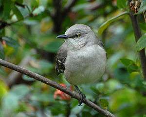 A mockingbird, somewhat fluffed, perches amongst vegetation.
