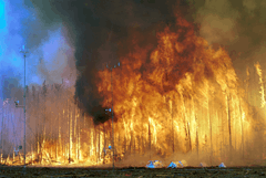 A line of trees completely engulfed in flames. Towers with instrumentation are seen just beyond the fire's reach.