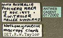 Casent label showing the details of the rediscovered specimen (i.e. collectors name, when and where it was found)