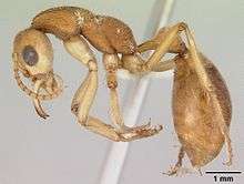 Side view of worker dinosaur ant