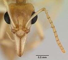 Head of worker dinosaur ant with large eyes and long mandibles