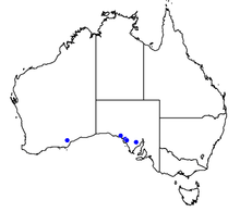 Map of Australia showing reported occurrences of Nothomyrmecia.