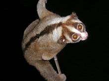 A Javan slow loris clings perpendicularly to a vertical strand of bamboo.