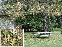 Photograph of oak wilt symptoms