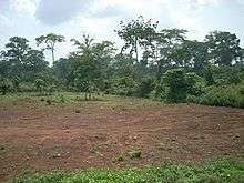 Congo Basin - Forest