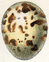 An egg, white with brown speckles