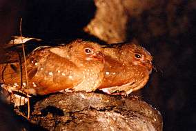 A pair of brownish birds with small white spots along their breast and wings and long whiskers around their beaks, sitting on a rock outcrop. The photograph is taken in the dark and their eyes reflect the light of the flash.