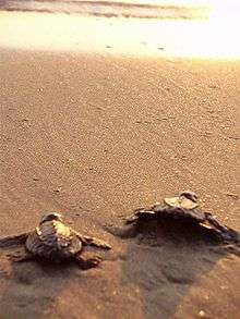 Photo of two small turtles crawling on beach