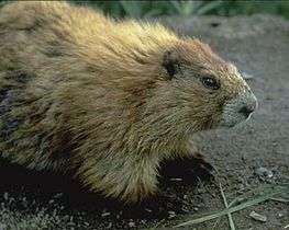 A brown, furry animal with black eyes and light coloring around the nose and mouth set in brown dirt and green grass.