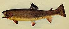 Colored drawing of Yellowstone cutthroat trout from 1904 book