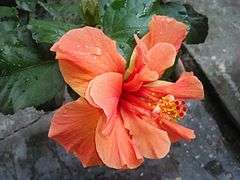 Orange Hibiscus1.jpg
