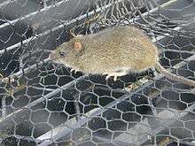 Rat, yellow–brown above and white below, walking on mesh.