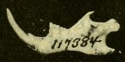 Mandible with large incisor with the number 117384 written on it