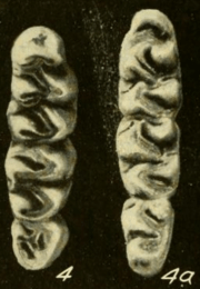 Three molars on both the left and right, decreasing in size from above to below