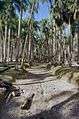 Overzicht van de palmentuin - Paramaribo - 20417695 - RCE.jpg