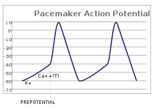 A plot of action potential (mV) vs time.  The membrane potential is initially -60 mV, rise relatively slowly to the threshold potential of -40 mV and then quickly spikes at a potential of +10 mV, after which it rapidly returns to the starting -60 mV potential.  The cycle is then repeated.